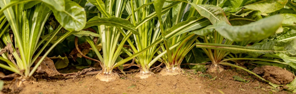 Chicory Root Inulin & Prebiotik Alami